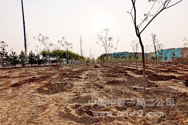 圆满完成植树任务